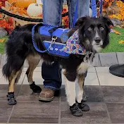 Service Dog Skidboot