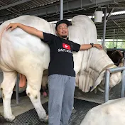 Sapi Kulo