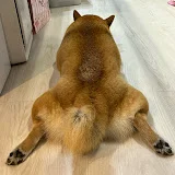 保護猫にゃんぱーずと愛犬まる。