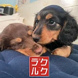 ラックとルークの兄妹奮闘記 / ラクルクちゃんねる