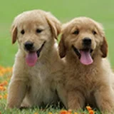 Cutest Puppies