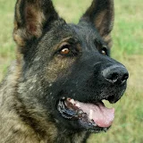 DDR German Shepherd Dog