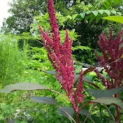 Hiding Amaranth