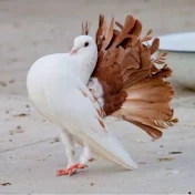 Fancy pigeon lover