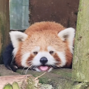 red panda's home