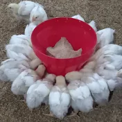 tech poultry farm
