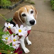 비글 순디 - Beagle Sunday