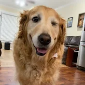 GoldenRetrieverLover