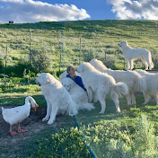 Big Horn Mountain Alpacas