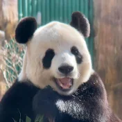 CutePanda