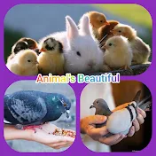 Animal's Beautiful