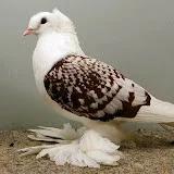 mr pigeon