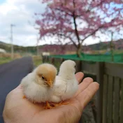 前田昌彦　ヒヨコはお母さん鶏が孵してくれてます