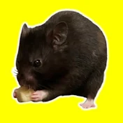 TerraTheHamster