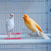 canary life at home