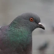village pigeon