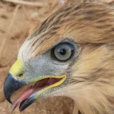 عشاق الصحراء و الصيد Desert lovers , hunting wild