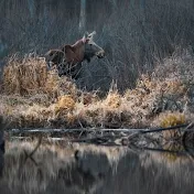 Wild Life Russia