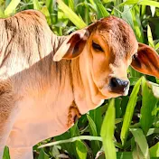 Sapi Lembu ABCDE