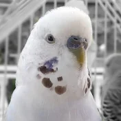 Denny the Budgie