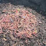 Vermicompost Learn by Doing