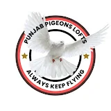 PUNJAB PIGEONS LOFTS