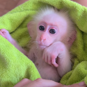 Baby Monkey David