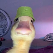 MemesOnQuack