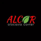 alocasia corner