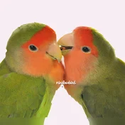 mina lovebird