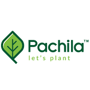 Pachila