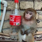 Baby monkey in Iran