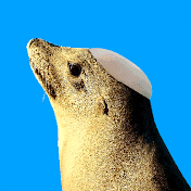 Bald Sealion Productions