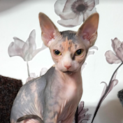 Canadian Sphynx  Ketty