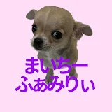 まいちーふぁみりぃ【多頭飼いスムチーず】超小型犬チワワのノアとテオ