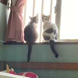 ねこダイナミックデュオ