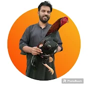 umair poultry ideas & tips