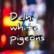 Delhi white pigeons