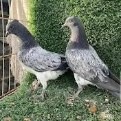 smart pigeons