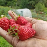 Huertina Garden Secrets