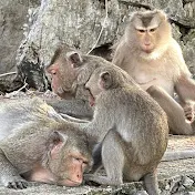 MONKEY TV9