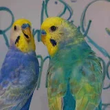 BUDGIE Rainbow