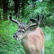 Whitetail Dreams Outfitters