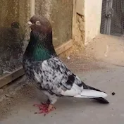 Bajwa pigeon 8224
