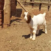 Diaries of a Goat Farmer