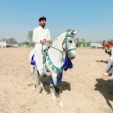 Al Arham Majoka Tent Pegging Club Of Haveli Majoka