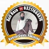 Beetal Goats Pakistan