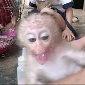 Baby Monkey Animal kaka