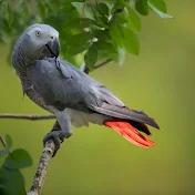 Nashme The African Grey Parrot