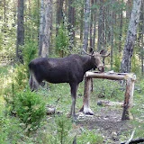 Ruslan in the Woods